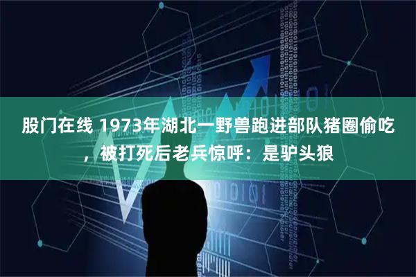 股门在线 1973年湖北一野兽跑进部队猪圈偷吃，被打死后老兵惊呼：是驴头狼